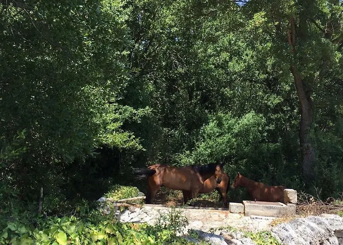 Country house I Matrulli Cisternino